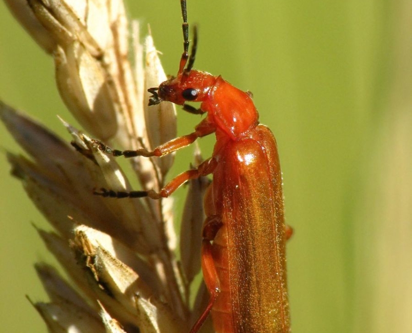 Rhagonycha fulva - Roter Weichkäfer