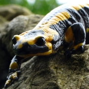 Feuersalamander - Salamandra salamandra