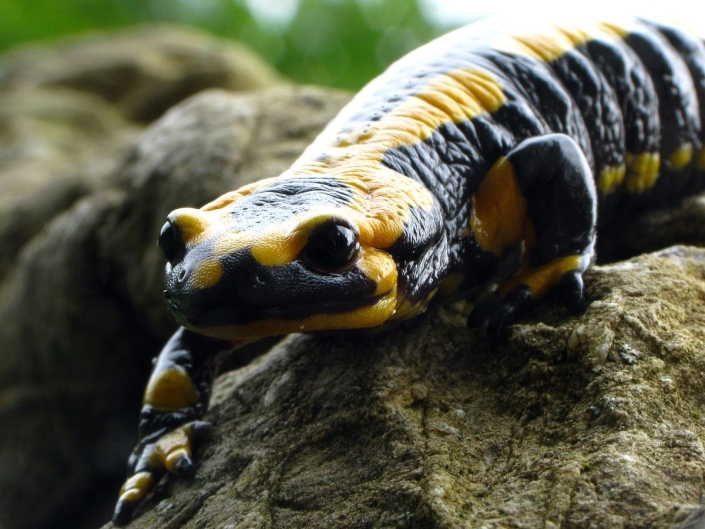 Feuersalamander – Salamandra salamandra Feuersalamander - Salamandra salamandra