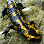 Feuersalamander - Salamandra salamandra