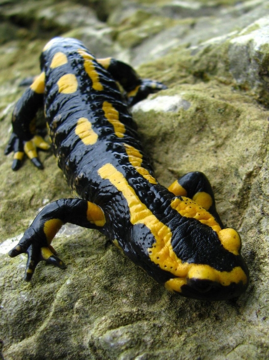Feuersalamander – Salamandra salamandra Feuersalamander - Salamandra salamandra