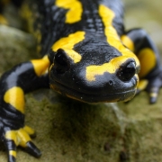 Feuersalamander - Salamandra salamandra