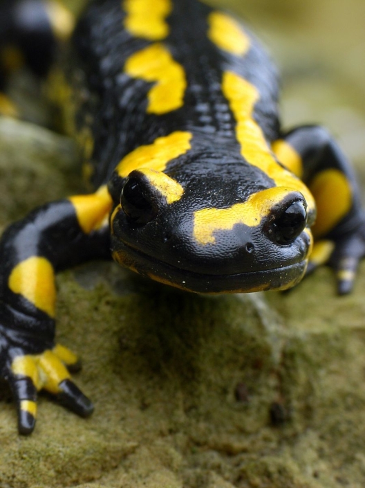 Feuersalamander – Salamandra salamandra Feuersalamander - Salamandra salamandra