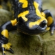Feuersalamander - Salamandra salamandra