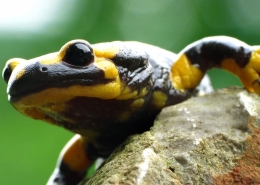 Feuersalamander - Salamandra salamandra