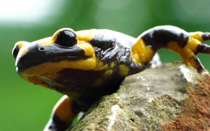 Feuersalamander – Salamandra salamandra Feuersalamander - Salamandra salamandra