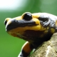 Feuersalamander - Salamandra salamandra