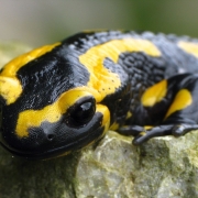 Feuersalamander - Salamandra salamandra