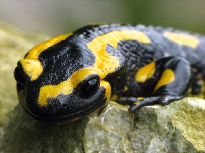 Feuersalamander – Salamandra salamandra Feuersalamander - Salamandra salamandra