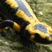 Feuersalamander - Salamandra salamandra
