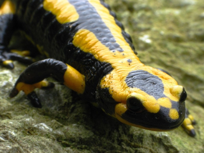 Feuersalamander – Salamandra salamandra Feuersalamander - Salamandra salamandra