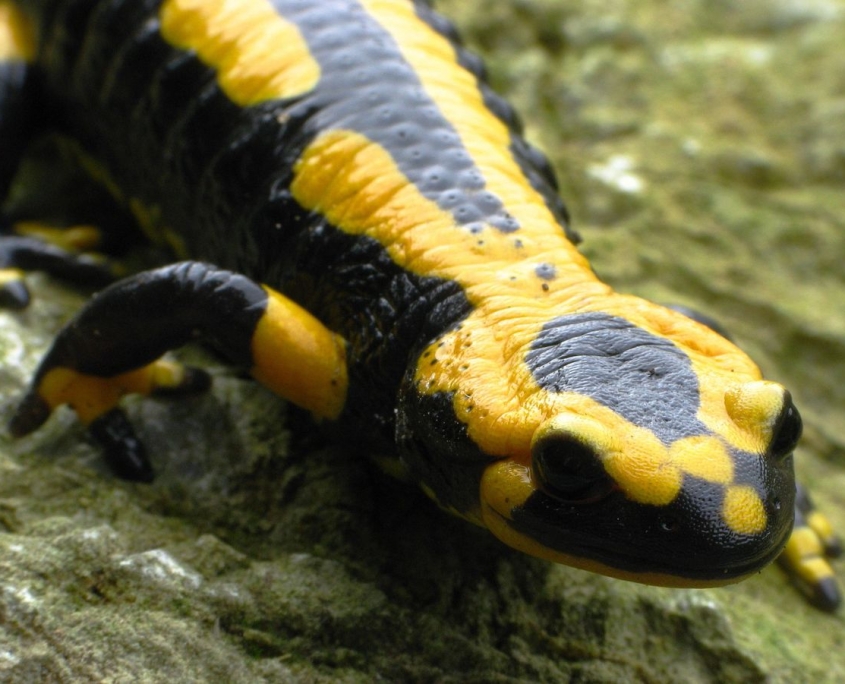 Feuersalamander - Salamandra salamandra