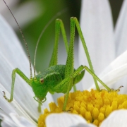 Leptophyes punctatissima - Punktierte Zartschrecke