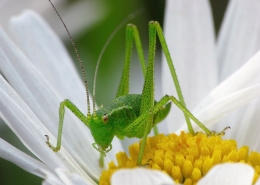 Leptophyes punctatissima - Punktierte Zartschrecke