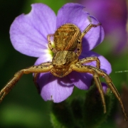 Xysticus cristacus - Braune Krabbenspinne