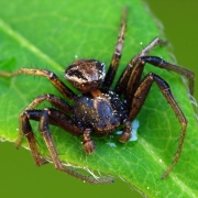 Xysticus cristacus - Braune Krabbenspinne