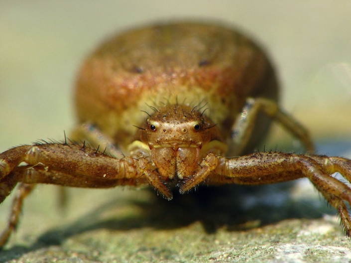 Xysticus kochi - Anspruchslose Krabbenspinne