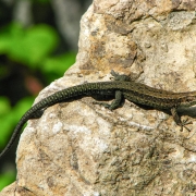 Zootica vivipara - Waldeidechse