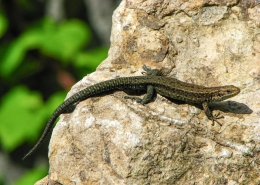 Zootica vivipara - Waldeidechse