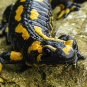 Feuersalamander - Salamandra salamandra