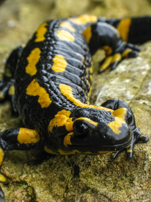 Feuersalamander – Salamandra salamandra Feuersalamander - Salamandra salamandra