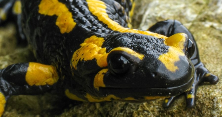 Feuersalamander - Salamandra salamandra