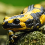 Feuersalamander - Salamandra salamandra