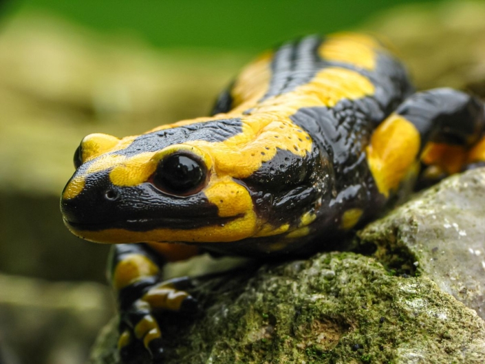 Feuersalamander – Salamandra salamandra Feuersalamander - Salamandra salamandra