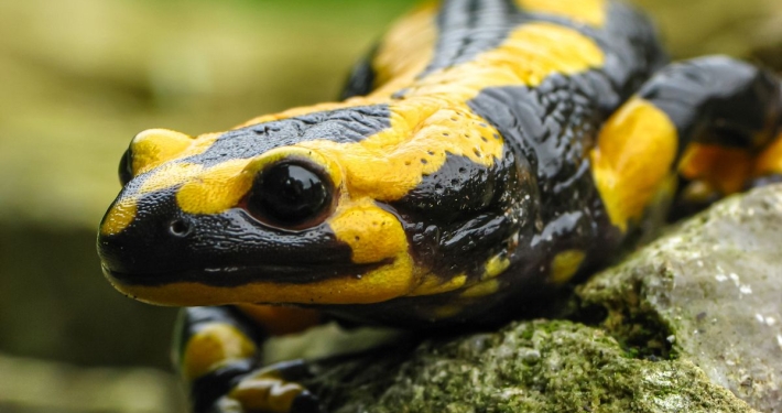 Feuersalamander - Salamandra salamandra