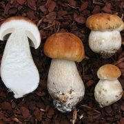 Fichten-Steinpilz - Boletus edulis