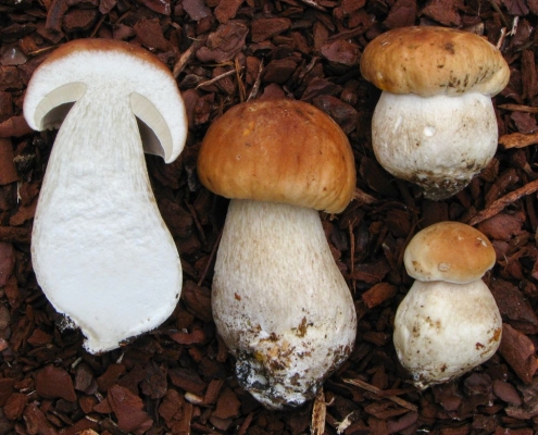 Fichten-Steinpilz - Boletus edulis