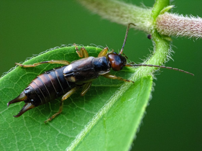 Forficula auricularia - Gemeiner Ohrwurm