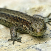 Zootica vivipara - Waldeidechse