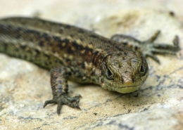 Zootica vivipara - Waldeidechse