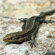 Zootica vivipara - Waldeidechse