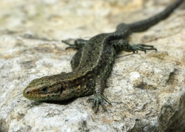 Zootica vivipara - Waldeidechse