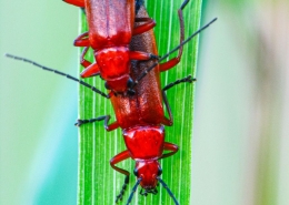 Rhagonycha fulva - Roter Weichkäfer