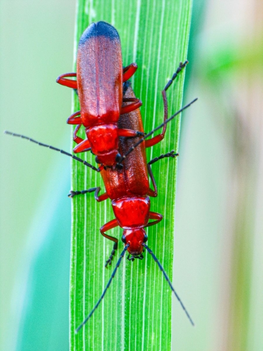 Rhagonycha fulva - Roter Weichkäfer