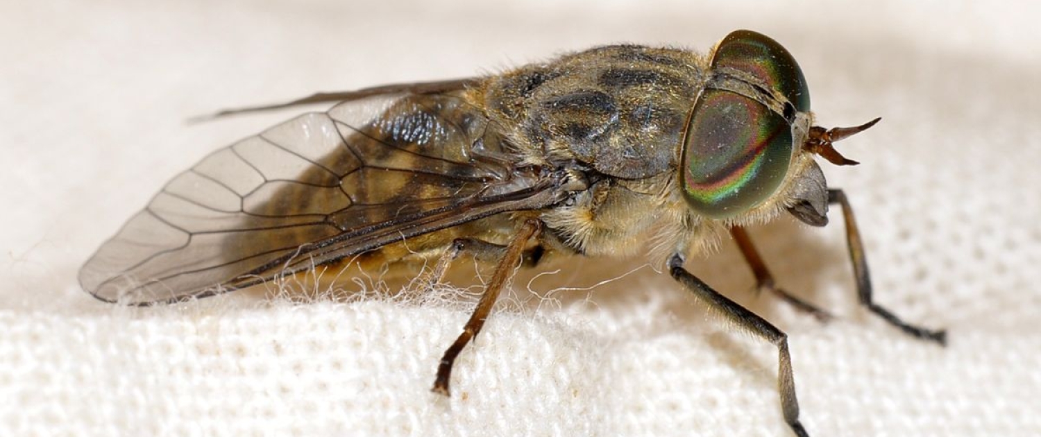Gemeine Viehbremse - Tabanus_bromius Gemeine Viehbremse - Tabanus_bromius