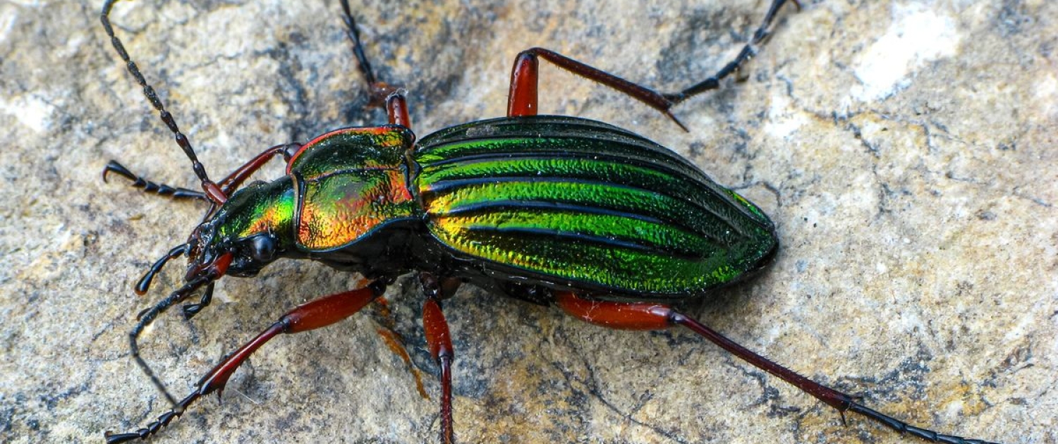 Carabus auronitens - Goldglänzender Laufkäfer