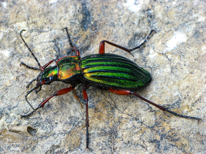 Carabus auronitens - Goldglänzender Laufkäfer