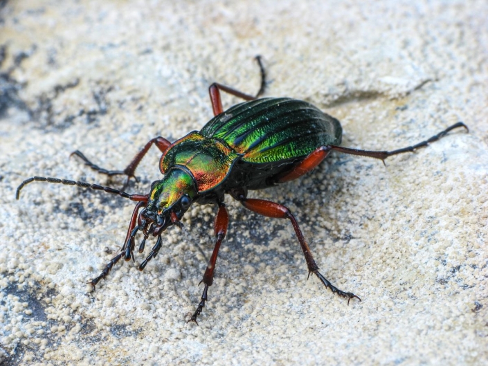 Carabus auronitens - Goldglänzender Laufkäfer