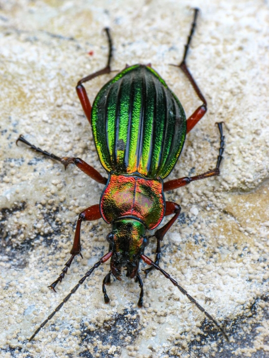 Carabus auronitens - Goldglänzender Laufkäfer