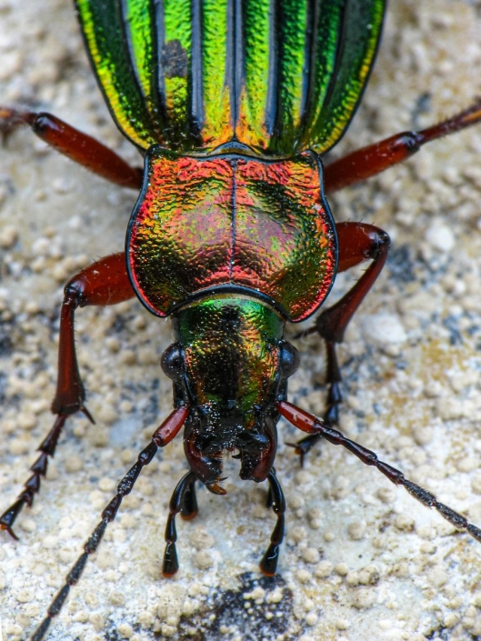Carabus auronitens - Goldglänzender Laufkäfer