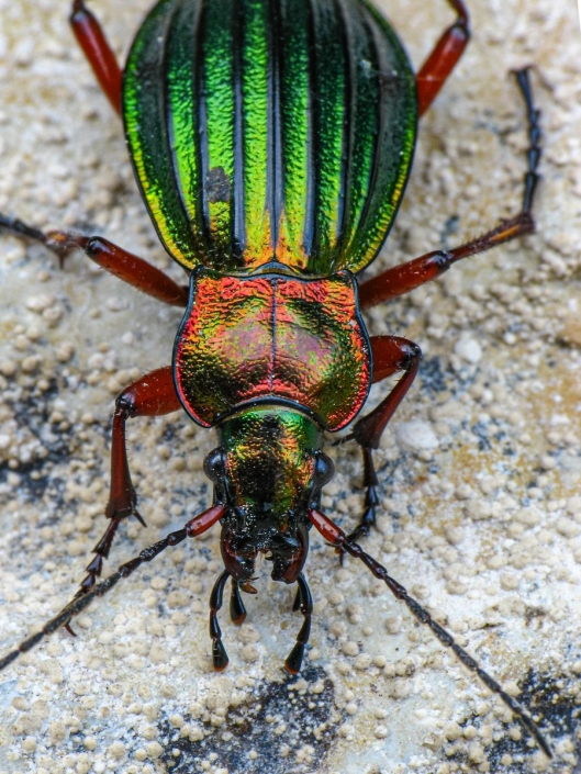 Carabus auronitens - Goldglänzender Laufkäfer