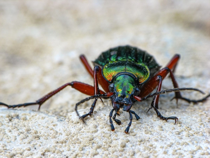 Carabus auronitens - Goldglänzender Laufkäfer