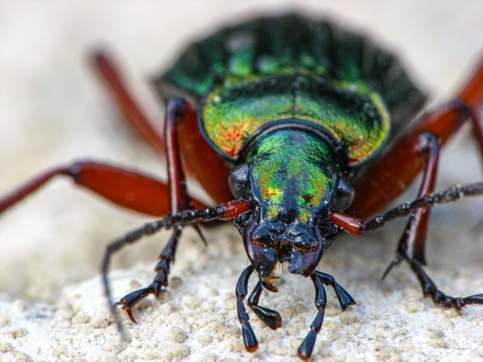 Carabus auronitens - Goldglänzender Laufkäfer