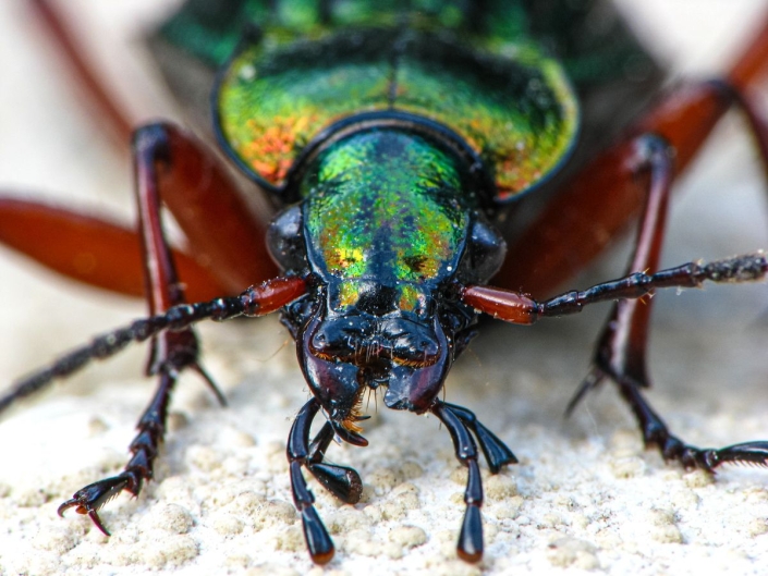 Carabus auronitens - Goldglänzender Laufkäfer