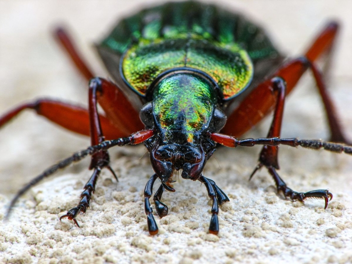 Carabus auronitens - Goldglänzender Laufkäfer