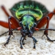 Carabus auronitens - Goldglänzender Laufkäfer